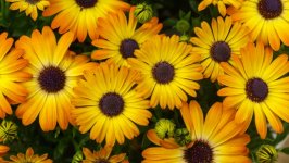 Desktop wallpaper. Flowers. ID:152904