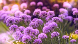 Desktop wallpaper. Flowers. ID:153481