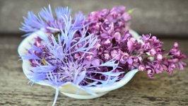 Desktop wallpaper. Flowers. ID:153605