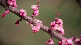 Desktop wallpaper. Flowers. ID:153730