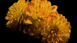 Desktop wallpaper. Flowers. ID:154379