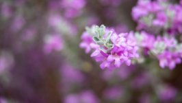Desktop wallpaper. Flowers. ID:154404