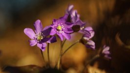 Desktop wallpaper. Flowers. ID:154407