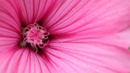 Desktop wallpaper. Flowers. ID:154496