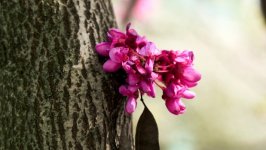 Desktop wallpaper. Flowers. ID:154636