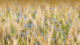 Desktop wallpaper. Flowers. ID:154667