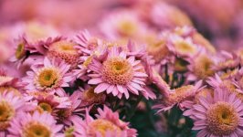 Desktop wallpaper. Flowers. ID:154675