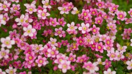 Desktop wallpaper. Flowers. ID:154692