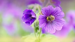 Desktop wallpaper. Flowers. ID:154705