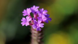 Desktop wallpaper. Flowers. ID:154706