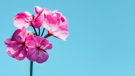 Desktop wallpaper. Flowers. ID:155091