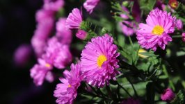 Desktop wallpaper. Flowers. ID:155323