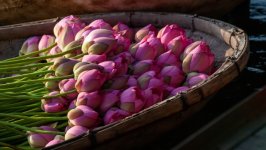 Desktop wallpaper. Flowers. ID:155487