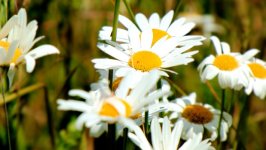 Desktop wallpaper. Flowers. ID:155741