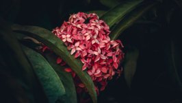 Desktop wallpaper. Flowers. ID:155758