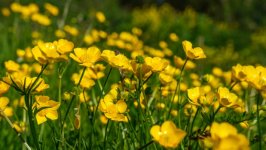 Desktop wallpaper. Flowers. ID:155803