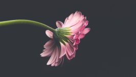 Desktop wallpaper. Flowers. ID:155811