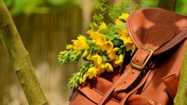 Desktop wallpaper. Flowers. ID:155938
