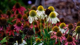 Desktop wallpaper. Flowers. ID:156002