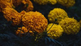 Desktop wallpaper. Flowers. ID:156030