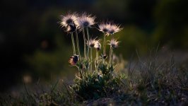 Desktop wallpaper. Flowers. ID:156042
