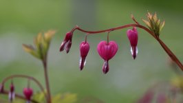 Desktop wallpaper. Flowers. ID:156043