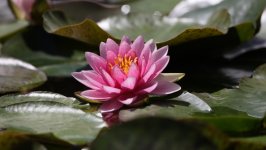 Desktop wallpaper. Flowers. ID:156061