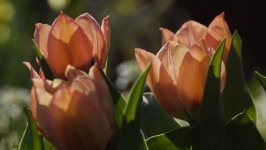 Desktop wallpaper. Flowers. ID:156105