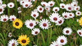 Desktop wallpaper. Flowers. ID:156710