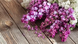 Desktop wallpaper. Flowers. ID:156725