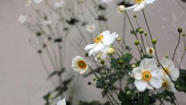 Desktop wallpaper. Flowers. ID:156742