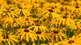 Desktop wallpaper. Flowers. ID:156785