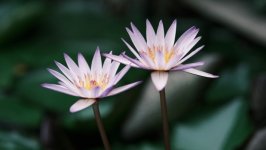 Desktop wallpaper. Flowers. ID:156824