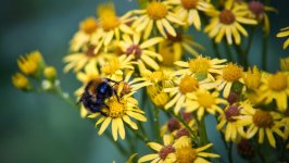 Desktop wallpaper. Flowers. ID:156835