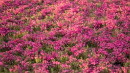 Desktop wallpaper. Flowers. ID:156852
