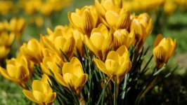Desktop wallpaper. Flowers. ID:157704