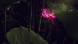 Desktop wallpaper. Flowers. ID:157706
