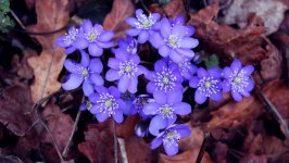 Desktop wallpaper. Flowers. ID:157747