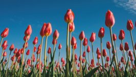 Desktop wallpaper. Flowers. ID:157893
