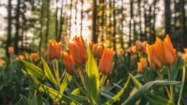 Desktop wallpaper. Flowers. ID:157913