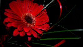 Desktop wallpaper. Flowers. ID:157945