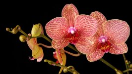 Desktop wallpaper. Flowers. ID:157963