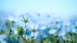 Desktop wallpaper. Flowers. ID:157992