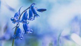 Desktop wallpaper. Flowers. ID:157998