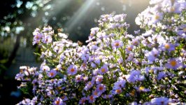Desktop wallpaper. Flowers. ID:158012
