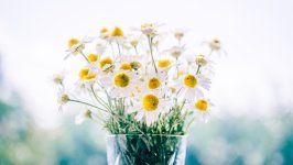 Desktop wallpaper. Flowers. ID:158015