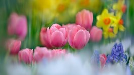 Desktop wallpaper. Flowers. ID:158262