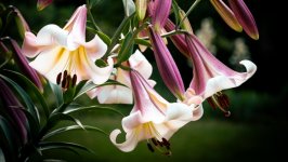 Desktop wallpaper. Flowers. ID:158378