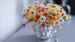 Desktop wallpaper. Flowers. ID:158405