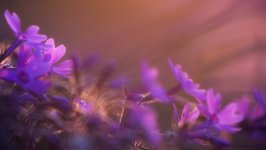 Desktop wallpaper. Flowers. ID:158641